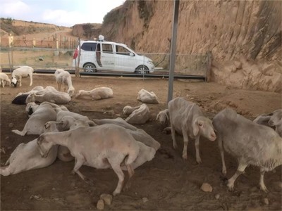 应用案例 | HT8700大气氨激光开路分析仪测量养殖场多畜舍 NH3排放